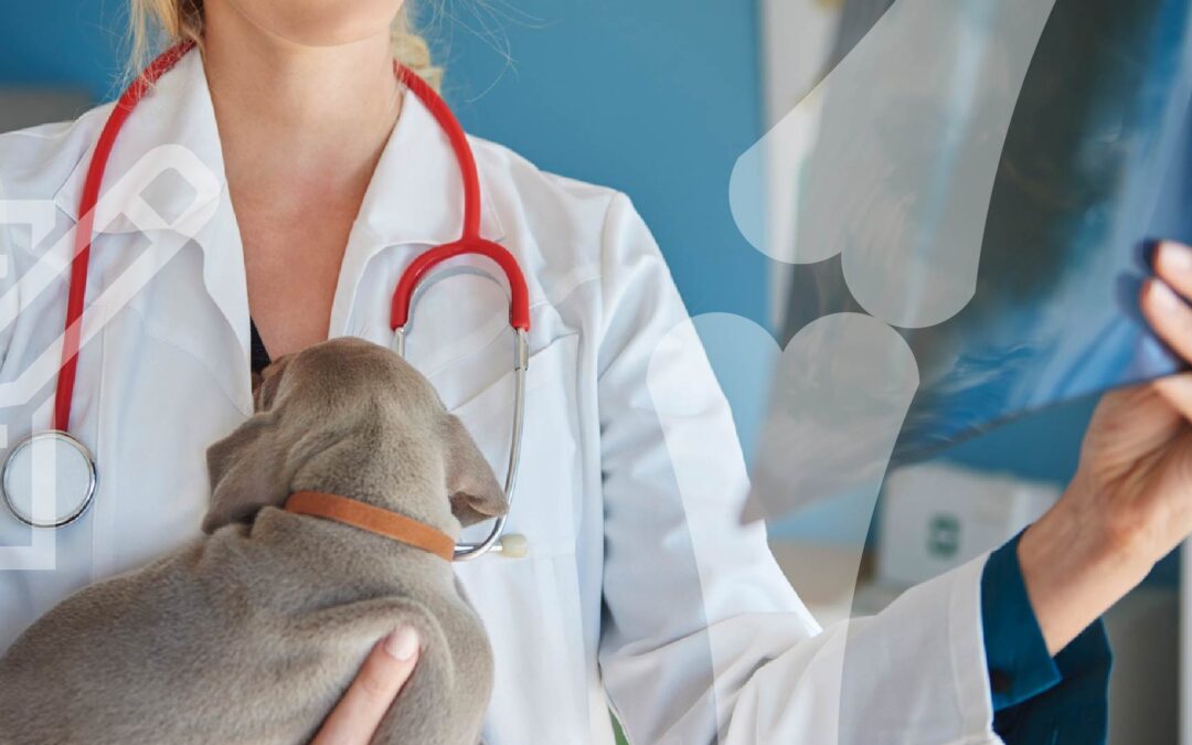 Webinar | 01 mar | 14-15h | Licenciamento/Registo de Práticas Radiológicas em Medicina Veterinária