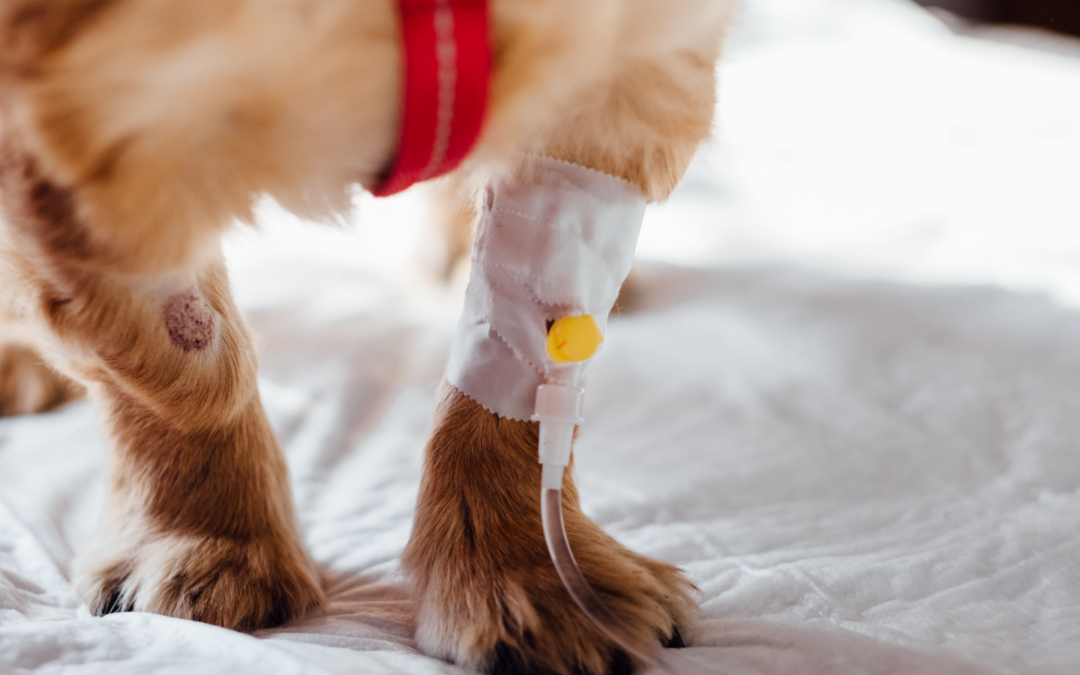 Webinar | 01 jul | 14h-15h | Segurança no Manuseamento de Citotóxicos em Medicina Veterinária